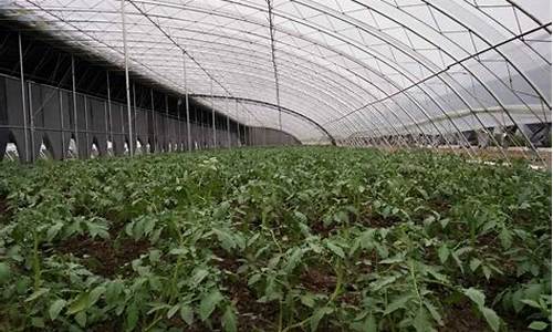 山东蔬菜大棚建设施工队(山东专业大棚施工队伍)_https://www.hhem8.com_科创板_第1张