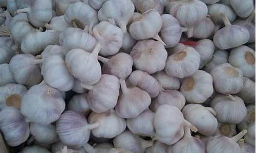 大蒜期货价格最新行情(大蒜期货价格最新行情分析)_https://www.hhem8.com_创业板_第1张