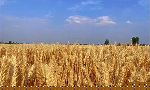 小麦目前多少钱一斤(小麦目前多少钱一斤价格)_https://www.hhem8.com_北交所_第1张